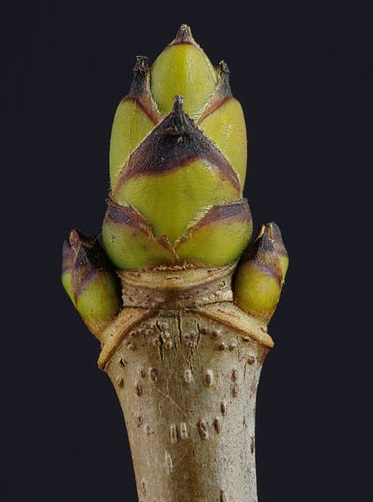 Illustration for article titled What Real-Life Plants Could Groot Have Evolved From?